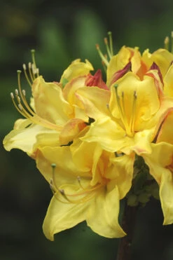 Canary Isles Aromi Azalea (Rhododendron Hybrid) - 3 Gallon Pot -Wilson Bros Gardens Native Azalea Canary Isles 4