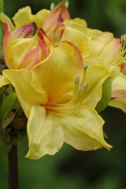 Canary Isles Aromi Azalea (Rhododendron Hybrid) - 3 Gallon Pot -Wilson Bros Gardens Native Azalea Canary Isles 5