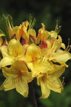 Canary Isles Aromi Azalea (Rhododendron Hybrid) - 3 Gallon Pot -Wilson Bros Gardens Native Azalea Canary Isles 7