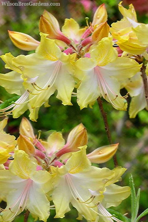 Clear Creek Aromi Azalea (Rhododendron) - 1 Gallon Pot 1 Clear Creek Aromi Azalea (Rhododendron) - 1 Gallon Pot