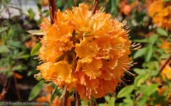 Dons Variegated Native Azalea - Rhododendron - 1 Gallon Pot -Wilson Bros Gardens Native Azalea Dons Variegated 10