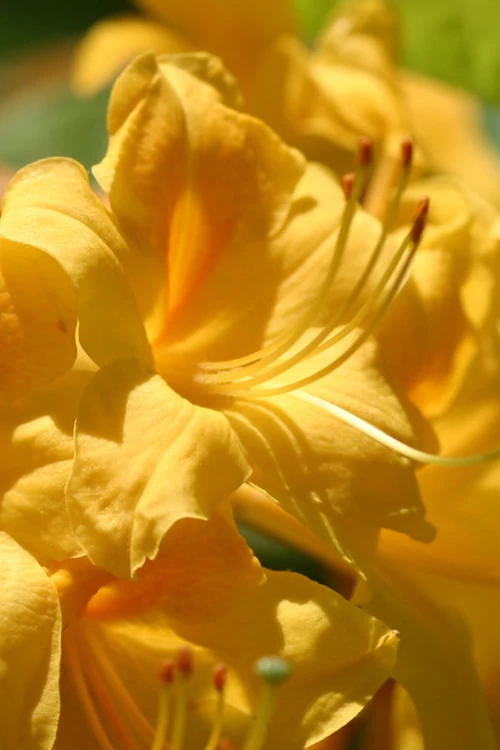 King's Wizard Aromi Azalea (Rhododendron Hybrid) - 1 Gallon Pot 1 King's Wizard Aromi Azalea (Rhododendron Hybrid) - 1 Gallon Pot