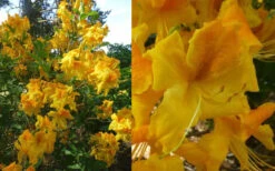 King's Wizard Aromi Azalea (Rhododendron Hybrid) - 1 Gallon Pot 7 King's Wizard Aromi Azalea (Rhododendron Hybrid) - 1 Gallon Pot -Wilson Bros Gardens Native Azalea Kings Wizard 4