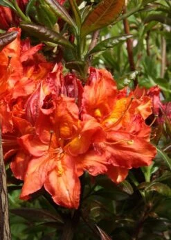 Mary Poppins Azalea (Rhododendron) - 5 Gallon Pot -Wilson Bros Gardens Native Azalea Mary Poppins 5