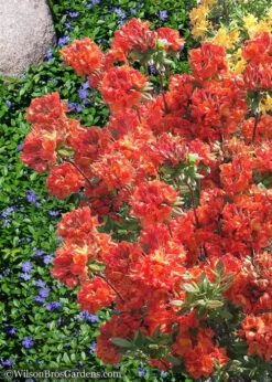 Mary Poppins Azalea (Rhododendron) - 5 Gallon Pot -Wilson Bros Gardens Native Azalea Mary Poppins 6
