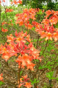 Mauvilla Gold Aromi Azalea (Rhododendron Hybrid) - 3 Gallon Pot -Wilson Bros Gardens Native Azalea Mauvila Gold 2