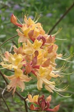 My Mary Native Azalea (Rhododendron) - 1 Gallon Pot -Wilson Bros Gardens Native Azalea My Mary 10