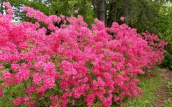 Rosy Lights Cold Hardy Azalea (Rhododendron) - 3 Gallon Pot -Wilson Bros Gardens Native Azalea Rosy Lights 5 2