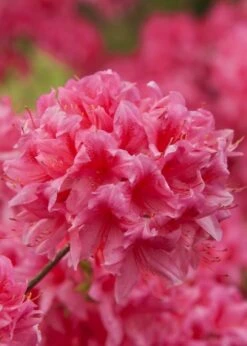 Rosy Lights Cold Hardy Azalea (Rhododendron) - 1 Gallon Pot -Wilson Bros Gardens Native Azalea Rosy Lights 6 1