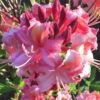 Southern Sunset Aromi Azalea (Rhododendron Hybrid) - 3 Gallon Pot