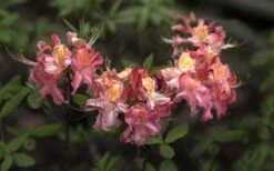 Southern Sunset Aromi Azalea (Rhododendron Hybrid) - 3 Gallon Pot -Wilson Bros Gardens Native Azalea Southern Sunset 4