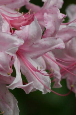 Spring Sensation Aromi Azalea (Rhododendron Hybrid) - 1 Gallon Pot -Wilson Bros Gardens Native Azalea Spring Sensation 2