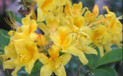 Sunny Side Up Aromi Azalea (Rhododendron Hybrid) - 3 Gallon Pot -Wilson Bros Gardens Native Azalea Sunny Side Up 5