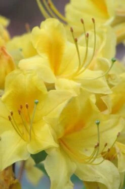 Sunny Side Up Aromi Azalea (Rhododendron Hybrid) - 1 Gallon Pot -Wilson Bros Gardens Native Azalea Sunny Side Up 6 1