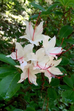 Sweet Azalea (Rhododendron Arborescens) - 1 Gallon Pot 8 Sweet Azalea (Rhododendron Arborescens) - 1 Gallon Pot -Wilson Bros Gardens Native Azalea Sweet 2