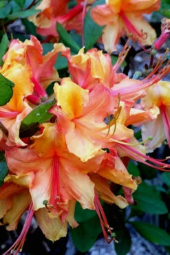 Tallulah Sunrise Native Azalea (Rhododendron) - 1 Gallon Pot 15 Tallulah Sunrise Native Azalea (Rhododendron) - 1 Gallon Pot -Wilson Bros Gardens Native Azalea Tallulah Sunrise 21