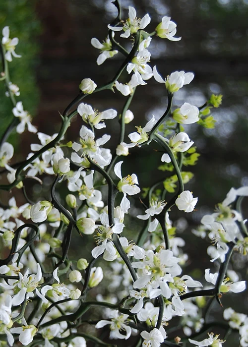 Flying Dragon Hardy Orange (Single Trunk Tree Form) - 7 Gallon Pot (6-7') 5 Flying Dragon Hardy Orange (Single Trunk Tree Form) - 7 Gallon Pot (6-7') - Image 5