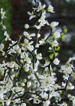 Flying Dragon Hardy Orange Tree - 7 Gallon Pot (5-6') (COPY) -Wilson Bros Gardens Orange Flying Dragon 10 5