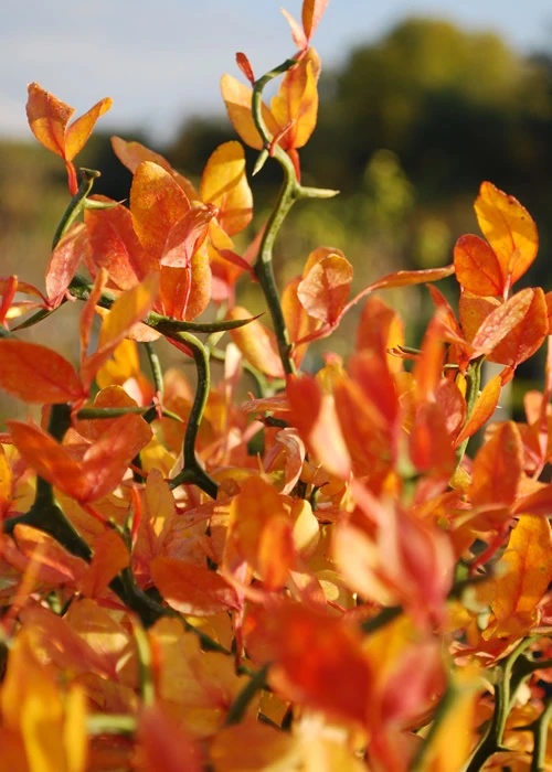 Flying Dragon Hardy Orange (Single Trunk Tree Form) - 7 Gallon Pot (6-7') 8 Flying Dragon Hardy Orange (Single Trunk Tree Form) - 7 Gallon Pot (6-7') - Image 8