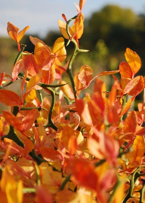 Flying Dragon Hardy Orange Tree - 7 Gallon Pot (3-4') 10 Flying Dragon Hardy Orange Tree - 7 Gallon Pot (3-4') - Image 10