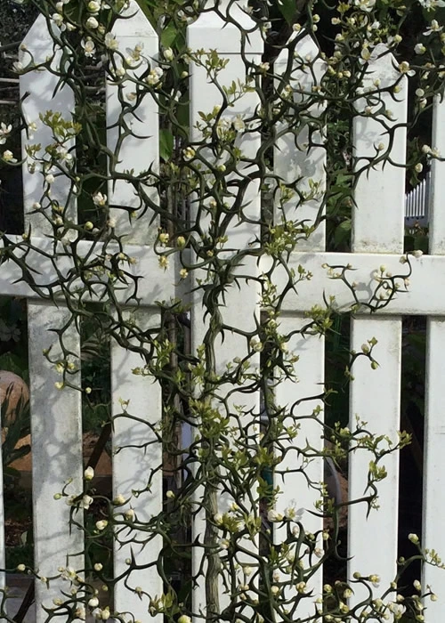 Flying Dragon Hardy Orange Tree - 7 Gallon Pot (5-6') 9 Flying Dragon Hardy Orange Tree - 7 Gallon Pot (5-6') - Image 9