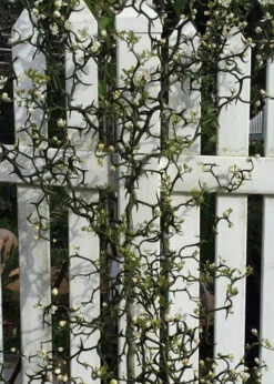 Flying Dragon Hardy Orange Tree - 3 Gallon Pot -Wilson Bros Gardens Orange Flying Dragon 3