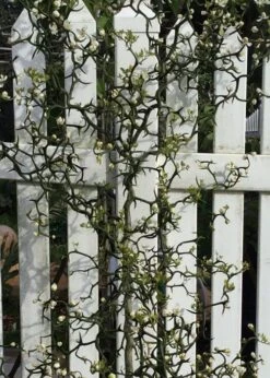 Flying Dragon Hardy Orange Tree - 7 Gallon Pot (5-6') (COPY) -Wilson Bros Gardens Orange Flying Dragon 3 3