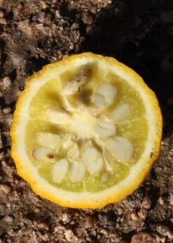 Flying Dragon Hardy Orange Tree - 7 Gallon Pot (3-4') 22 Flying Dragon Hardy Orange Tree - 7 Gallon Pot (3-4') -Wilson Bros Gardens Orange Flying Dragon 5 4