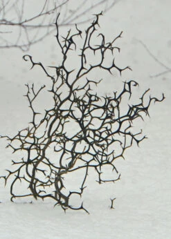 Flying Dragon Hardy Orange Tree - 7 Gallon Pot (5-6') 19 Flying Dragon Hardy Orange Tree - 7 Gallon Pot (5-6') -Wilson Bros Gardens Orange Flying Dragon 7 1