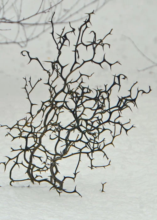 Flying Dragon Hardy Orange Tree - 7 Gallon Pot (5-6') 8 Flying Dragon Hardy Orange Tree - 7 Gallon Pot (5-6') - Image 8