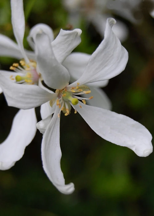 Flying Dragon Hardy Orange (Single Trunk Tree Form) - 7 Gallon Pot (6-7') 7 Flying Dragon Hardy Orange (Single Trunk Tree Form) - 7 Gallon Pot (6-7') - Image 7