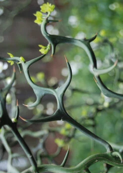 Flying Dragon Hardy Orange Tree - 3 Gallon Pot -Wilson Bros Gardens Orange Flying Dragon 9