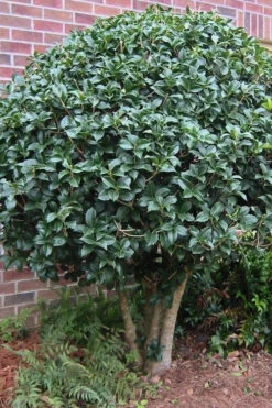 Wheeler's Cold Hardy Fragrant Tea Olive (Osmanthus)- 3 Gallon Pot