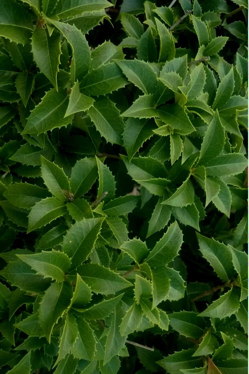 Wheeler's Cold Hardy Fragrant Tea Olive (Osmanthus)- 3 Gallon Pot 5 Wheeler's Cold Hardy Fragrant Tea Olive (Osmanthus)- 3 Gallon Pot - Image 5