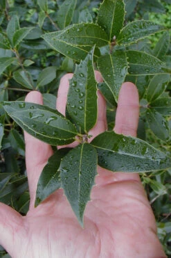 Wheeler's Cold Hardy Fragrant Tea Olive (Osmanthus)- 3 Gallon Pot 11 Wheeler's Cold Hardy Fragrant Tea Olive (Osmanthus)- 3 Gallon Pot -Wilson Bros Gardens Osmanthus Carl Wheeler 6