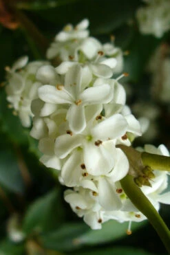 Wheeler's Cold Hardy Fragrant Tea Olive (Osmanthus)- 3 Gallon Pot 9 Wheeler's Cold Hardy Fragrant Tea Olive (Osmanthus)- 3 Gallon Pot -Wilson Bros Gardens Osmanthus Carl Wheeler 9