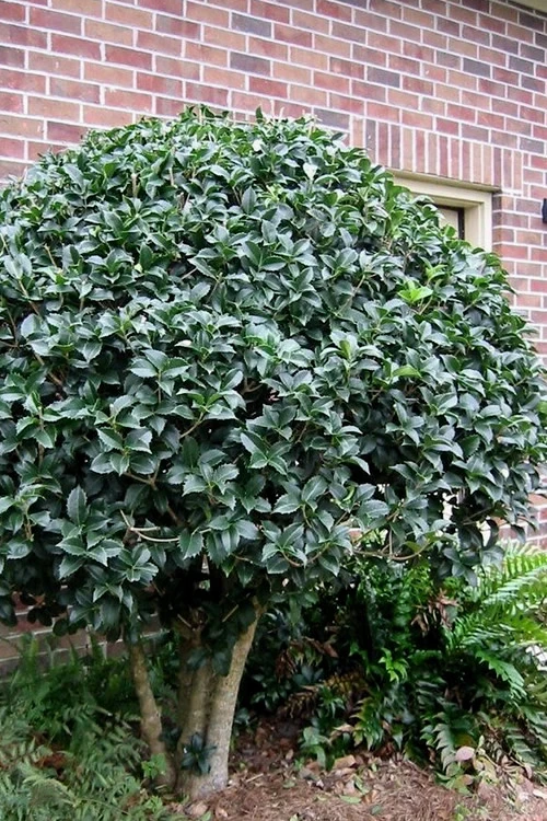 San Jose Fortune's Tea Olive Osmanthus - 1 Gallon Pot 4 San Jose Fortune's Tea Olive Osmanthus - 1 Gallon Pot - Image 4