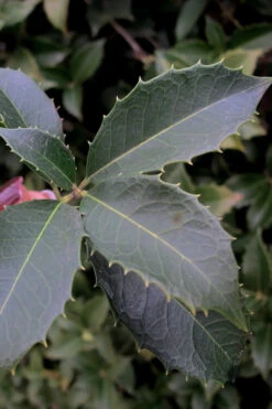 San Jose Fortune's Tea Olive (Multi-Trunk Tree Form) - 7 Gallon Pot -Wilson Bros Gardens Osmanthus San Jose Tea Olive 3 1
