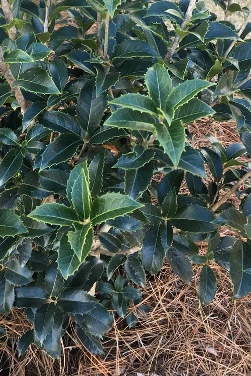 San Jose Fortune's Tea Olive Osmanthus - 1 Gallon Pot 6 San Jose Fortune's Tea Olive Osmanthus - 1 Gallon Pot - Image 6