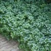 Green Carpet Pachysandra - Japanese Spurge - 18 Count Flat Of Pint Pots