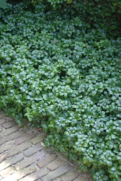 Green Carpet Pachysandra - Japanese Spurge - 18 Count Flat Of Pint Pots 1 Green Carpet Pachysandra - Japanese Spurge - 18 Count Flat Of Pint Pots