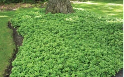Green Carpet Pachysandra - Japanese Spurge - 18 Count Flat Of Pint Pots 9 Green Carpet Pachysandra - Japanese Spurge - 18 Count Flat Of Pint Pots -Wilson Bros Gardens Pachysandra Green Carpet Landscape 1