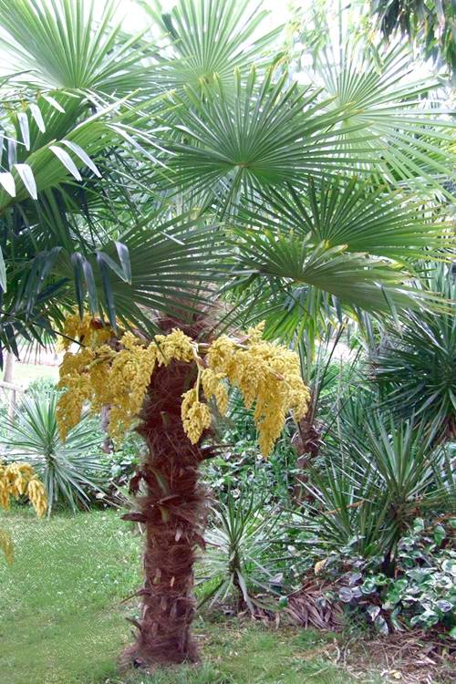 Windmill Cold Hardy Palm Tree - 7 Gallon Pot (2-3') 8 Windmill Cold Hardy Palm Tree - 7 Gallon Pot (2-3') - Image 8