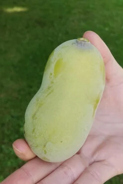 Paw Paw Tree - Asimina Triloba - 2 Gallon Pot 12 Paw Paw Tree - Asimina Triloba - 2 Gallon Pot -Wilson Bros Gardens Paw Paw Tree 10 2