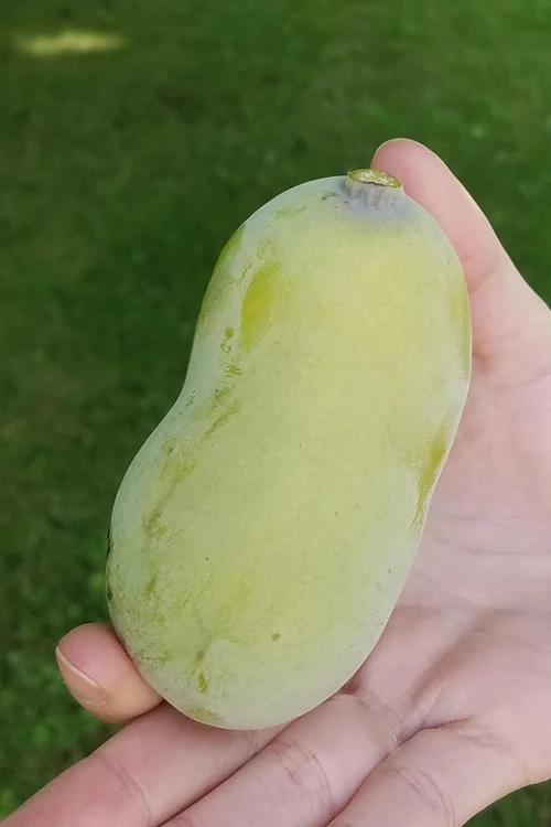 Paw Paw Tree - Asimina Triloba - 2 Gallon Pot 4 Paw Paw Tree - Asimina Triloba - 2 Gallon Pot - Image 4