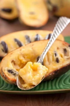 Paw Paw Tree - Asimina Triloba - 1 Gallon Pot