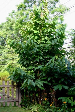 Paw Paw Tree - Asimina Triloba - 7 Gallon Pot (6-6.5') -Wilson Bros Gardens Paw Paw Tree 2 1