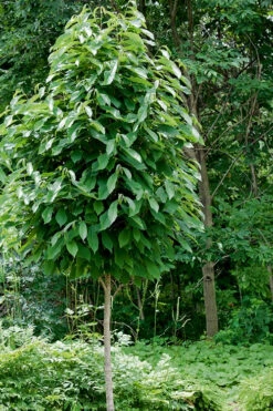 Paw Paw Tree - Asimina Triloba - 5 Gallon Pot -Wilson Bros Gardens Paw Paw Tree 4 6