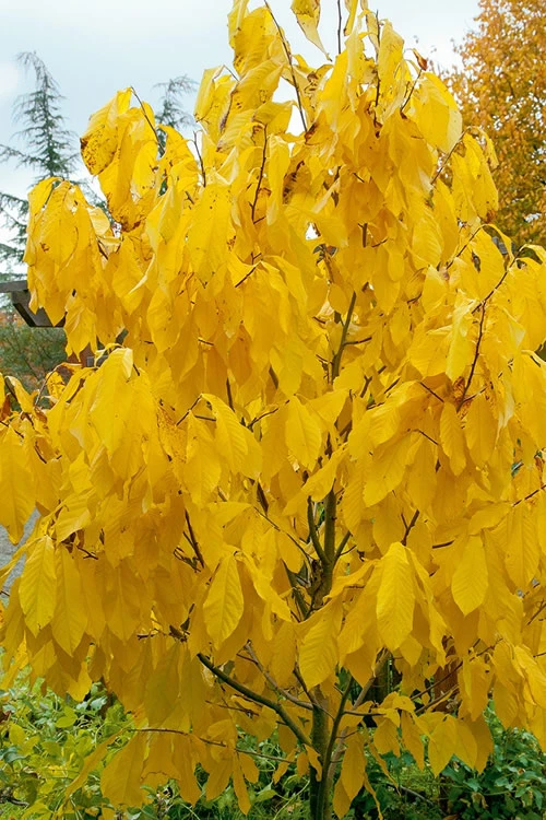 Paw Paw Tree - Asimina Triloba - 7 Gallon Pot (3-4') 7 Paw Paw Tree - Asimina Triloba - 7 Gallon Pot (3-4') - Image 7