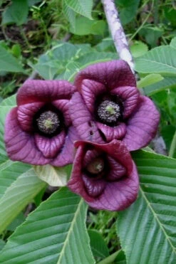 Paw Paw Tree - Asimina Triloba - 5 Gallon Pot -Wilson Bros Gardens Paw Paw Tree Flowers 1 6